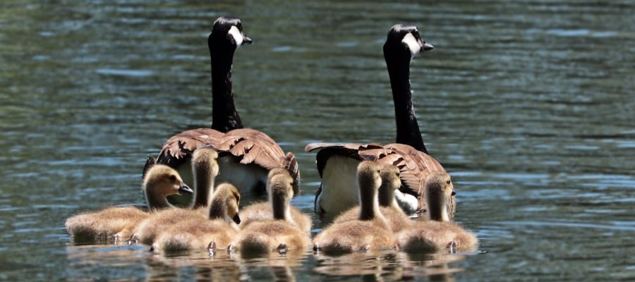 geese-2494952_1920-900x400